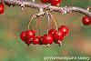 Malus 'Ellen Gerhart' fruit