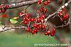 Malus 'Ellen Gerhart' fruit