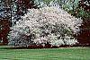 Malus floribunda habit