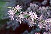 Malus floribunda flowers