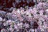 Malus floribunda flowers