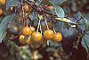 Malus floribunda fruit