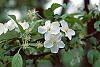 Malus 'Frettingham's Victoria' flowers