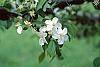 Malus 'Frettingham's Victoria' flowers