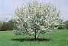Malus 'Hargozam' habit