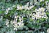 Malus 'Hargozam' flowers