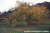 Malus 'Harvest Gold' habit