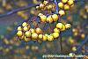 Malus 'Harvest Gold' fruit