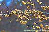 Malus 'Harvest Gold' fruit