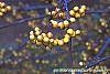 Malus 'Harvest Gold' fruit