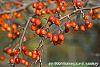 Malus 'Indian Magic' fruit