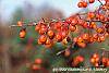 Malus 'Indian Magic' fruit