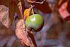Malus ioensis fruit