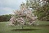 Malus ioensis 'Klehm's Select Bechtel' habit