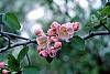 Malus ioensis 'Klehm's Select Bechtel' flowers