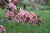 Malus 'Liset' flowers