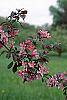 Malus 'Liset' flowers