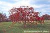 Malus 'Molten Lava' habit