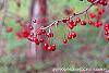 Malus 'Molten Lava' fruit
