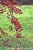Malus 'Molten Lava' fruit