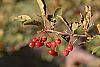 Malus 'Mary Potter' fruit