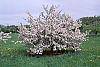 Malus 'Prairie Maid' habit