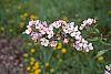 Malus 'Prairie Maid' flowers