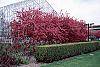 Malus 'Prairifire' habit