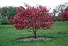 Malus 'Prairifire' habit