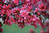 Malus 'Prairifire' flowers