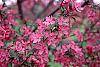 Malus 'Prairifire' flowers