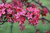 Malus 'Prairifire' flowers
