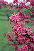 Malus 'Prairifire' flowers