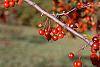Malus 'Red Jade' fruit