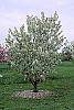 Malus 'Red Jewel' habit