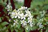 Malus 'Red Jewel' flowers