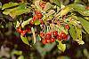 Malus 'Red Jewel' fruit