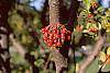 Malus 'Red Jewel' fruit