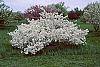 Malus sargentii habit
