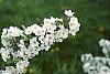 Malus sargentii flowers