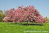 Malus 'Selkirk' habit