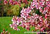 Malus 'Selkirk' flowers