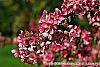 Malus 'Selkirk' flowers