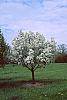 Malus 'Silver Moon' habit