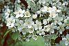 Malus 'Silver Moon' flowers