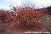 Malus 'Satin Cloud' habit