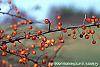 Malus 'Satin Cloud' fruit