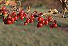 Malus 'White Angel' fruit