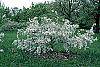 Malus 'White Cascade' habit