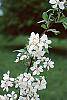 Malus 'White Cascade' flowers